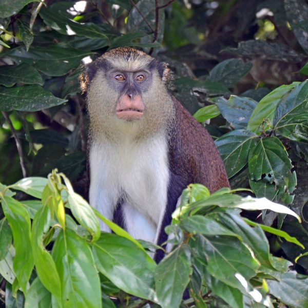 Grenada Wildlife